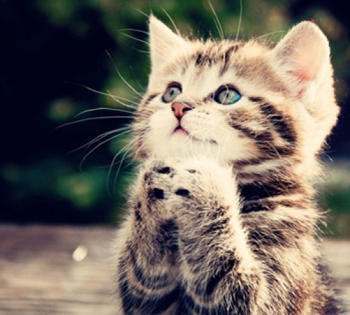 kitten-praying-31