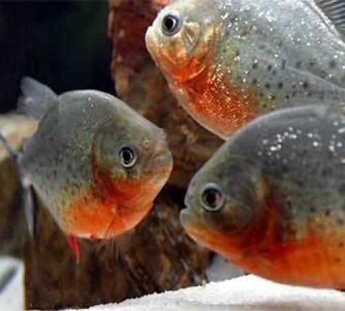 Þótt sakleysislegir séu eru þeir stórhættulegir þegar þú dettur ofan í vatnið.