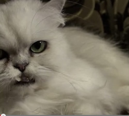 Screen Shot 2014-11-11 at 12.14.14 e.h.