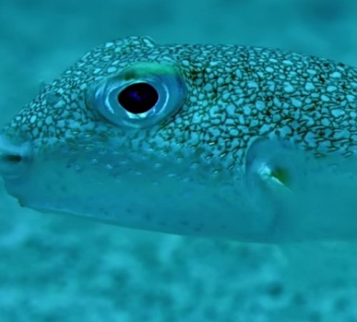 Screen Shot 2014-11-29 at 05.51.22 e.h.