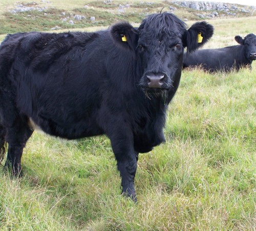 Welsh_Black_Cattle_Aberdare_Blog