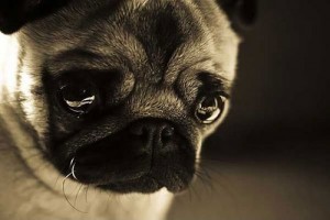 cute-pug-dog-sad-face-crying_large