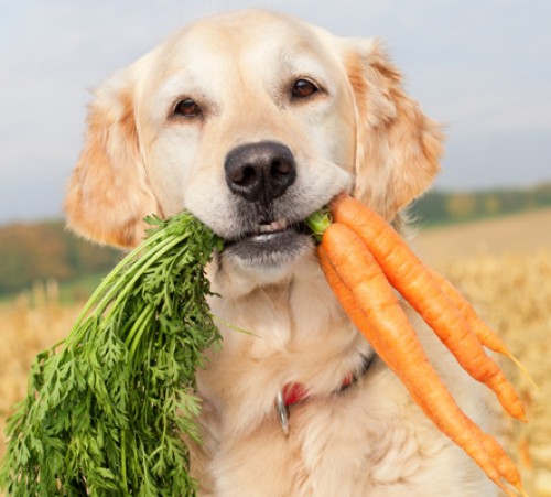 dog-eating-carrots