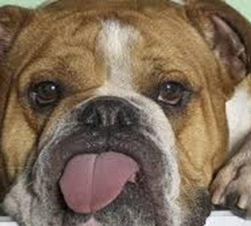 screenshot-www.google.no 2015-06-10 07-48-24