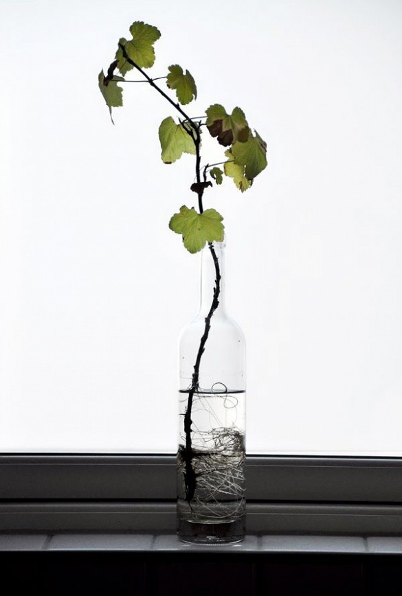 main.original.585x0-1