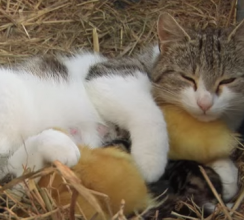 screenshot-www.youtube.com 2015-07-11 00-36-20