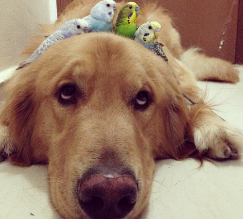 screenshot-www.boredpanda.com 2015-07-10 12-21-46