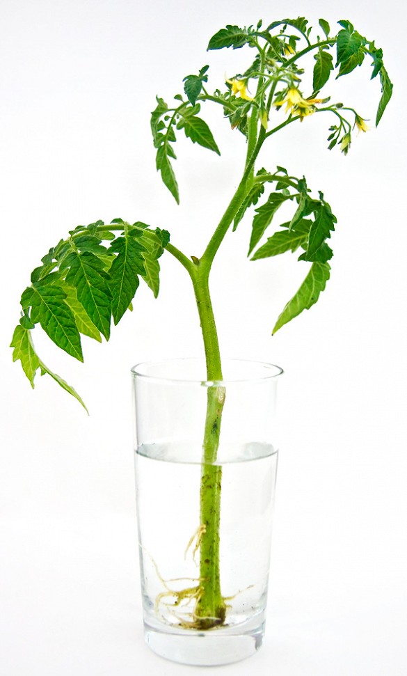 main.original.585x0-6