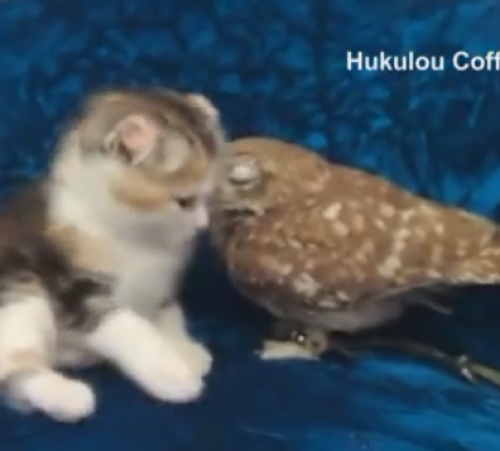 screenshot-www.facebook.com 2015-07-04 07-44-09