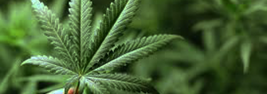 cannabis1