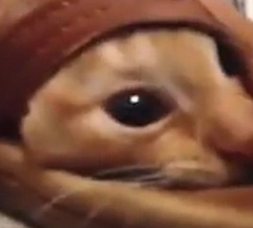 screenshot-www.thedodo.com 2015-07-30 11-08-41