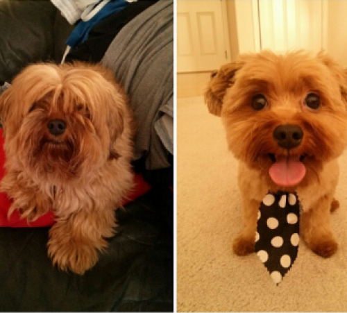 screenshot-www.thedodo.com 2015-07-13 13-05-59