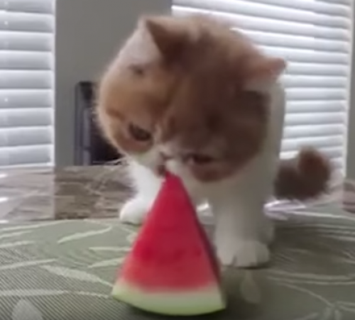 screenshot-www.youtube.com 2015-08-18 13-24-23