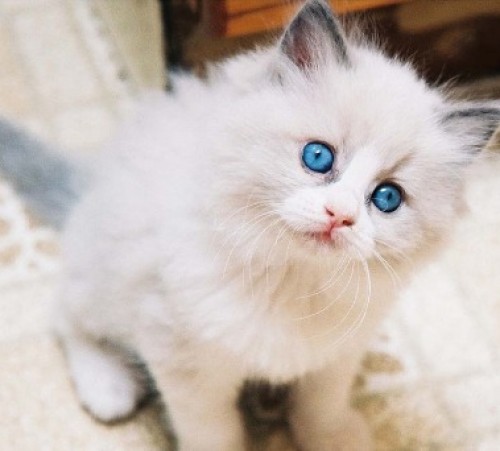 screenshot-www.azrapizza.com 2015-08-25 08-49-00