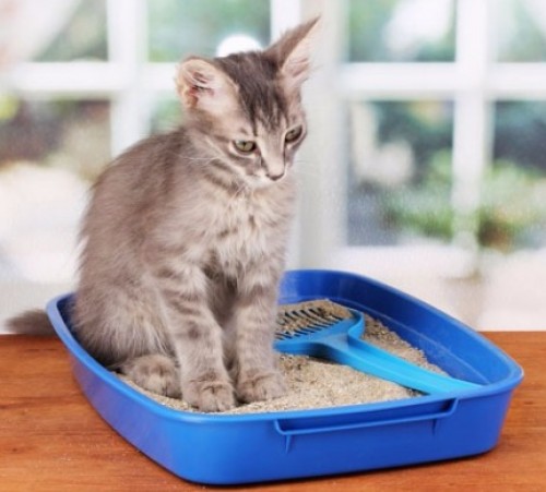 screenshot-www.heilsutorg.com 2015-08-25 09-10-31