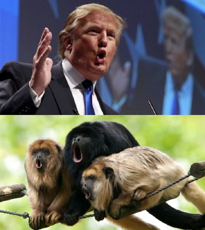 trump-monkey1__700