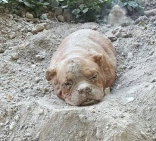 screenshot-www.thedodo.com 2015-08-06 15-16-41