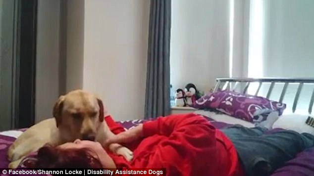 2BB328FE00000578-3212594-Up_to_15_20_minutes_before_a_seizure_Poppy_will_let_Shannon_know-a-19_1440669763247