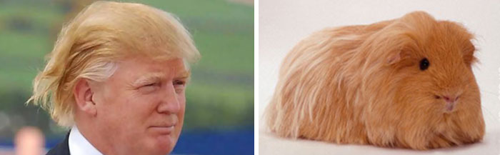 donald-trump-funny-look-alike-12__700