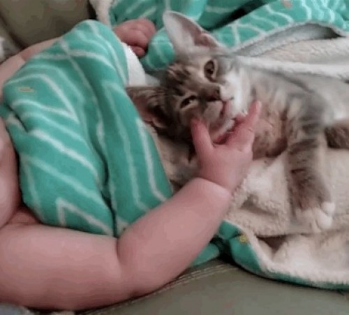 screenshot-www.buzzfeed.com 2015-09-16 16-53-36