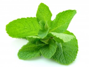MINT_CLOSE