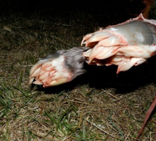 screenshot-www.iflscience.com 2015-09-06 18-42-53