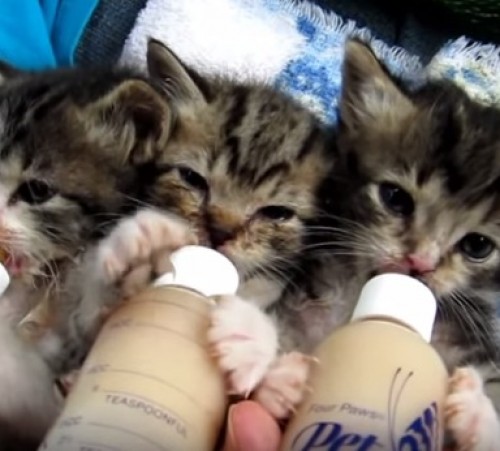 screenshot-www.youtube.com 2015-09-07 08-05-54