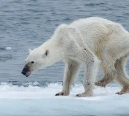 screenshot-www.iflscience.com 2015-09-15 10-40-31