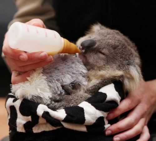 screenshot-www.illawarramercury.com.au 2015-09-18 09-37-30