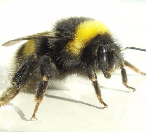 screenshot-a-z-animals.com 2015-09-03 08-04-42