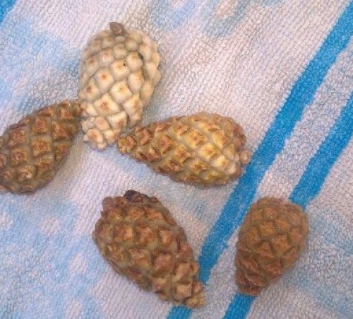 screenshot-mail.sykur.is 2015-09-27 11-06-37