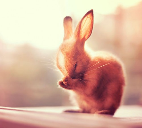 XX-Cutest-Bunnies1__605