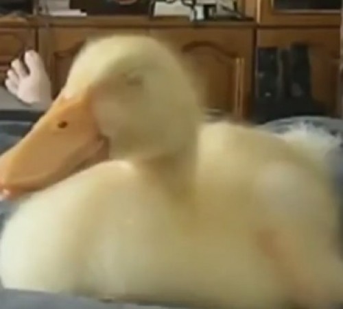 screenshot-www.facebook.com 2015-09-14 08-17-50