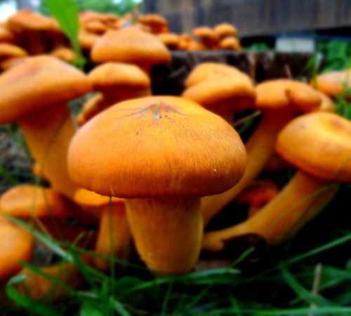 orange_mushroom_by_katrina_crane-d48h777