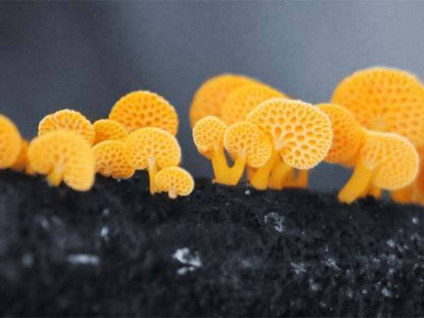 theres-a-mushroom-in-hawaii-that-apparently-instantly-drives-women-crazy-5-photos-3