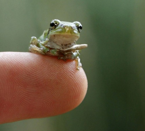 world-animal-day-european-tree-frog