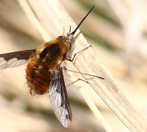 screenshot-2.bp.blogspot.com 2015-10-21 09-55-08