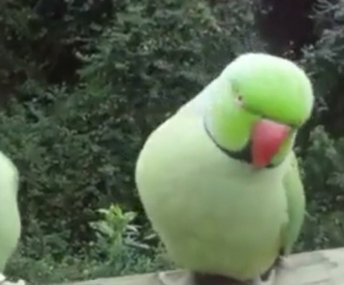 screenshot-www.facebook.com 2015-11-18 11-30-57