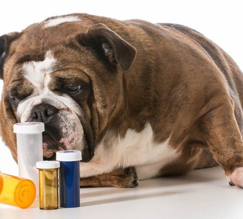 dog-pills-_Willee_Cole_-_Fotolia_large