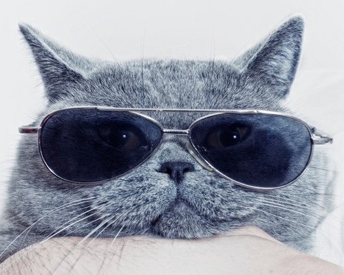 Funny-Cat-Videos-Improves-Mood-700x400