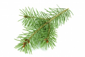 Isolated Fir Branch