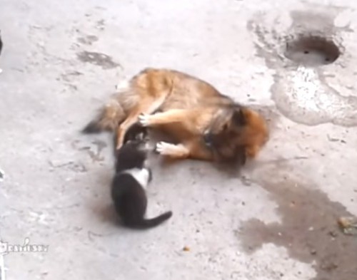 screenshot-9gag.com 2015-12-13 13-54-58