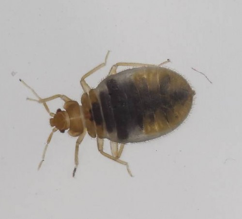 YzFhMWQ2NGQ2YiMvSzZwMmEteFdLSmRTOHdPUDRUQTdPRGRhajZBPS80MXgxNTY6MTk4M3gxMzAxLzkwMHg1MzAvZmlsdGVyczpxdWFsaXR5KDcwKS9odHRwOi8vczMu