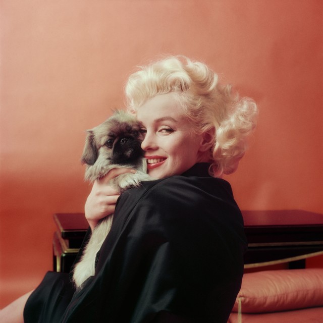 1453489784-1453414245-hbz-marilyn-marilyn-goes-oriental-with-a-pekenese-dog-ny-1955-milton-h-greene-archive-images