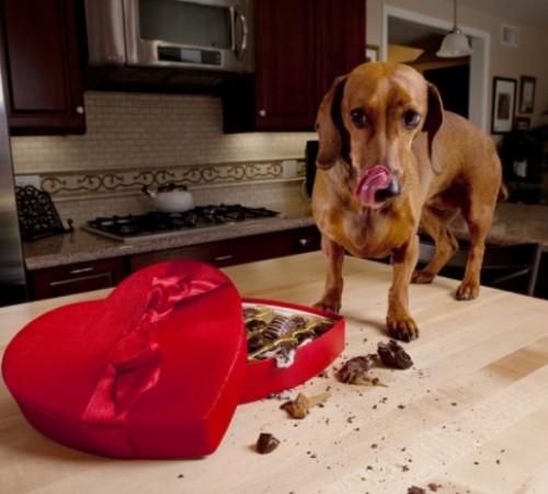 screenshot-www.melovemypet.com 2016-01-21 11-54-29