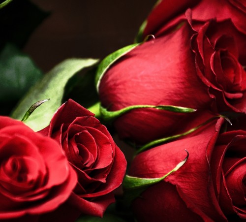 Red-Roses443
