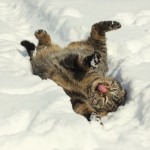 big_thumb_44f2bed34f1bf1768d1499e8a91874f4