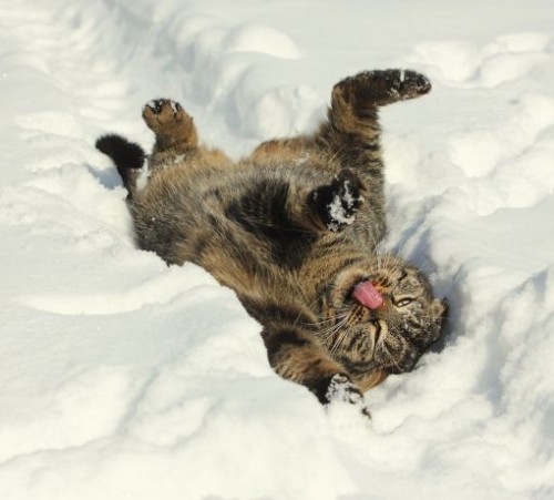 big_thumb_44f2bed34f1bf1768d1499e8a91874f4