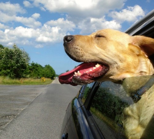 dog in car
