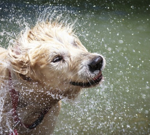 wet dogs